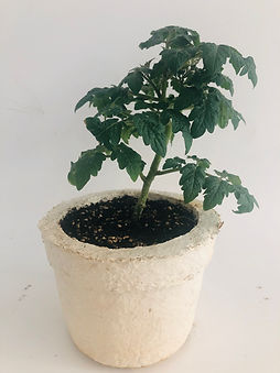 Biomass Seedling Trays